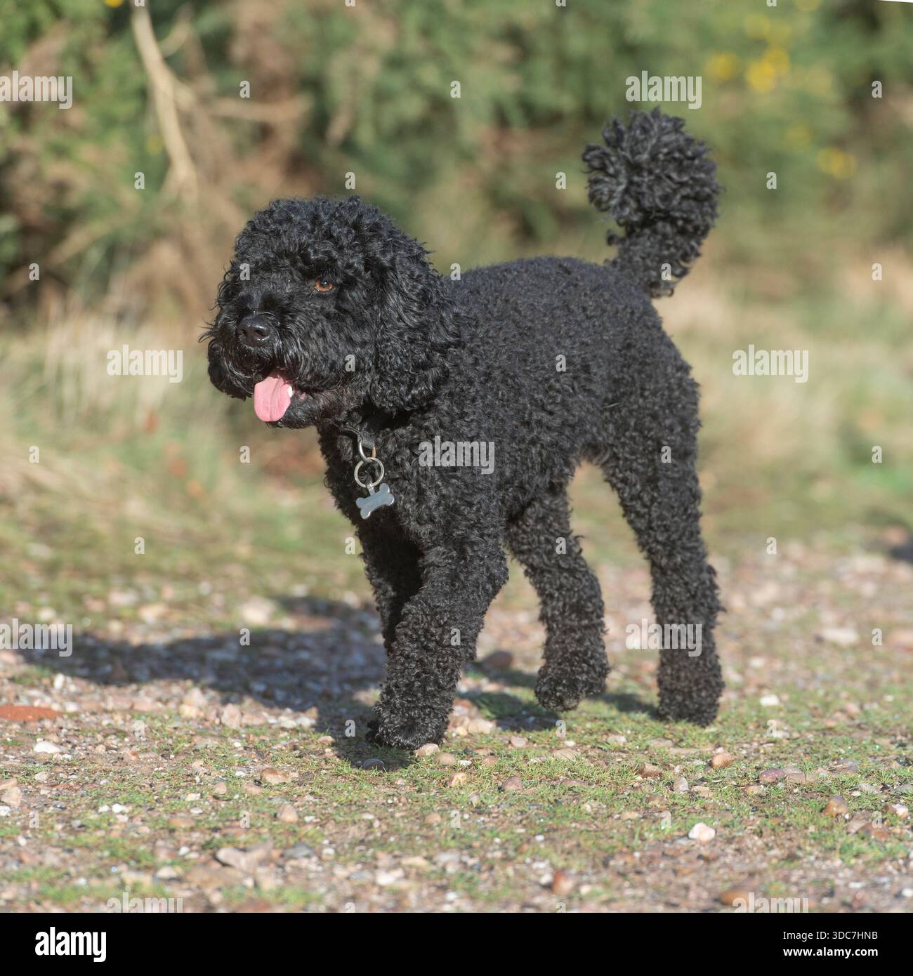 caniche miniature qui court Banque D'Images