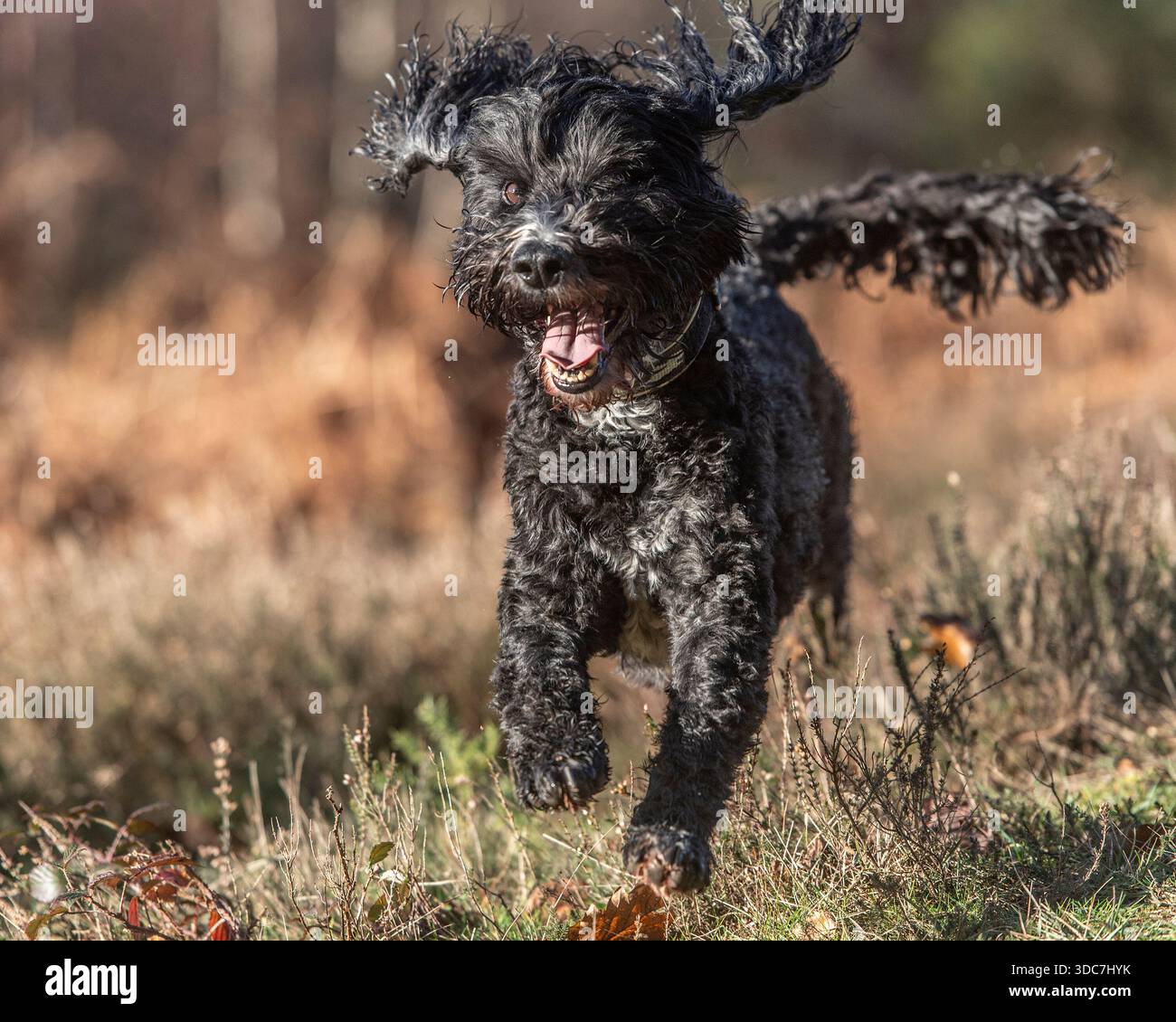 chien cockapoo courant vers la caméra dans la campagne Banque D'Images