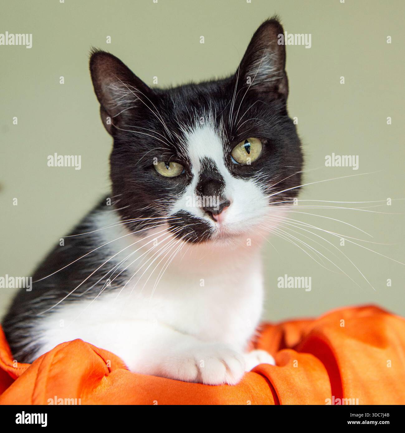 chat noir et blanc à l'intérieur sur une couverture orange Banque D'Images
