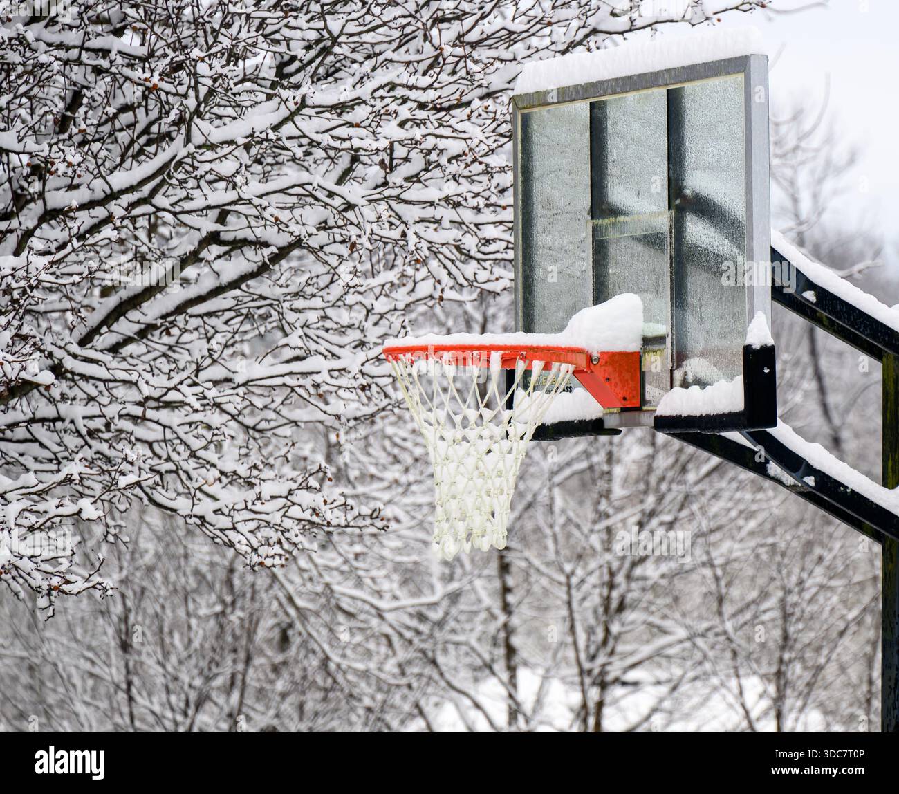 But de basket-ball et panneau arrière contre un groupe d'arbres enneigés en hiver Banque D'Images