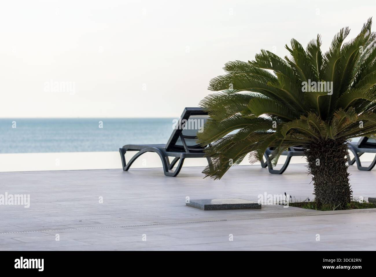 Scène balnéaire paisible mettant en vedette un palmier et des chaises longues debout sur une terrasse près de la piscine à débordement Banque D'Images