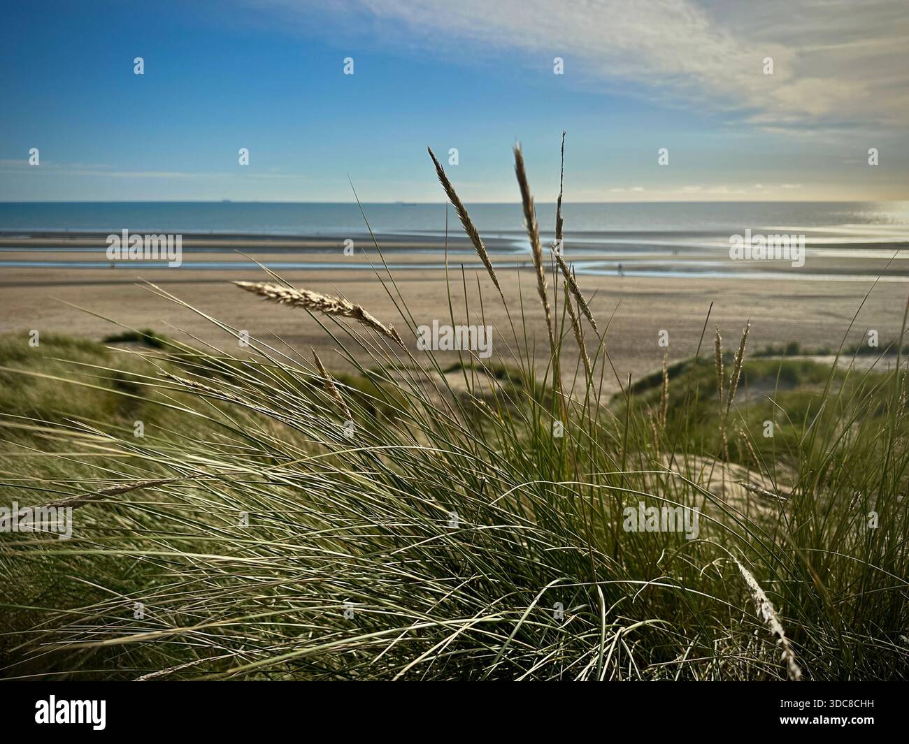 Camber Sands, East Sussex — L'herbe de plage offre une vue tranquille sur les bassins de marée, le sable doux et la mer calme Banque D'Images