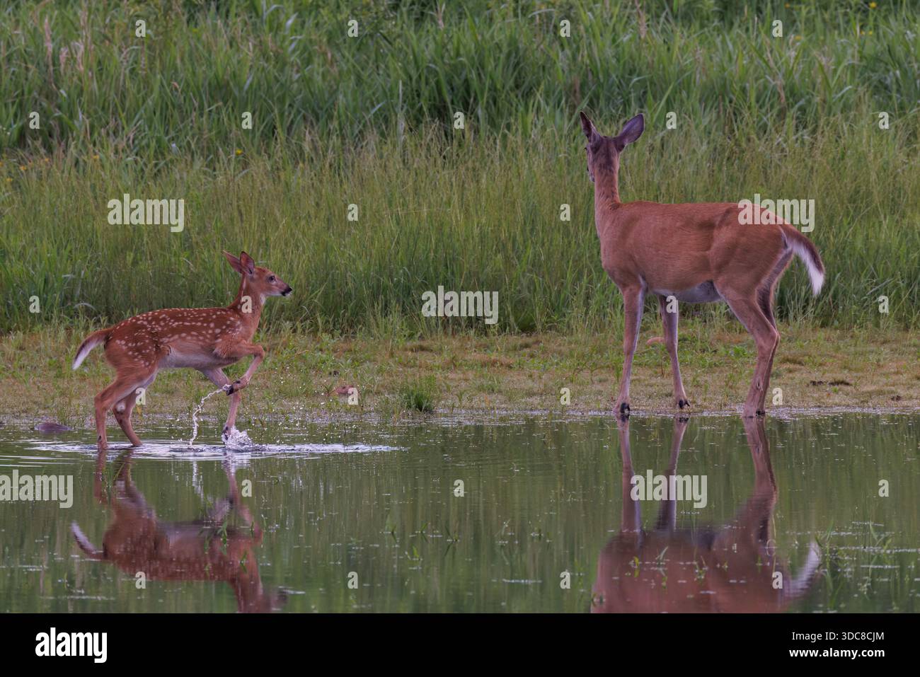 La biche à queue blanche et son faon un matin de juin dans le nord du Wisconsin. Banque D'Images