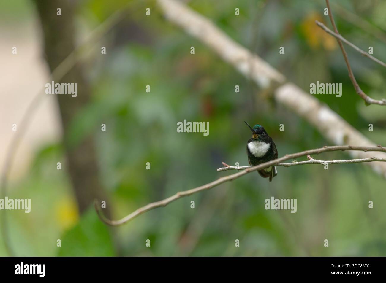 inca à col perché (Coeligena torquata) Banque D'Images