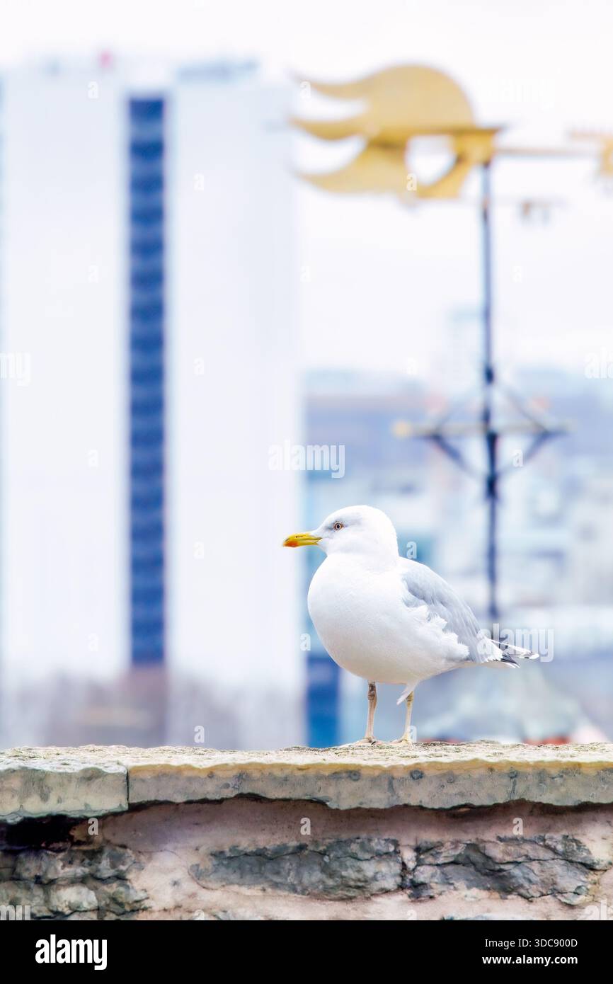 Une mouette se dresse sur un mur de pierre à un point de vue surplombant Tallinn, contrastant la présence de la faune avec la ligne d'horizon urbaine douce et floue en hiver Banque D'Images