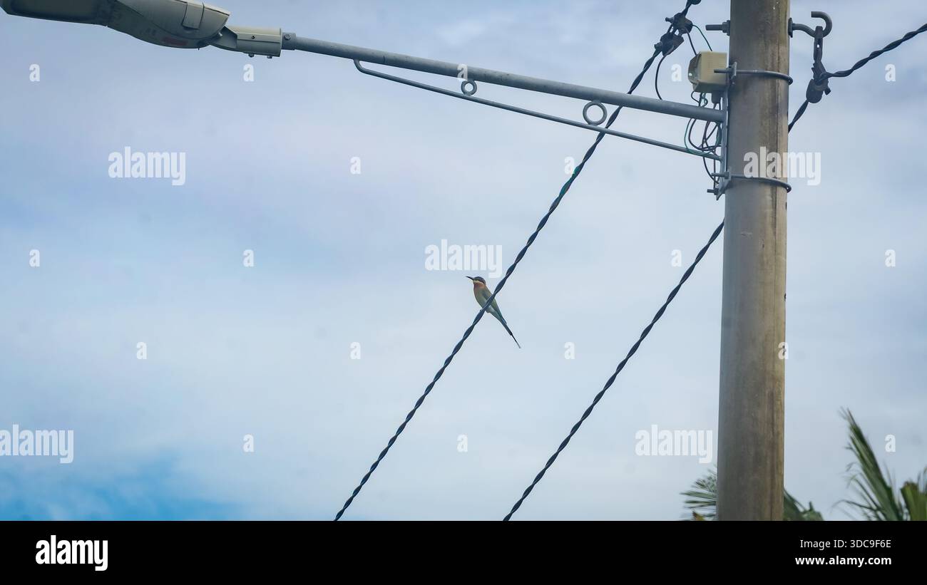 Oiseaux perchés sur des fils aériens près d'un poteau de service dans un environnement urbain en Malaisie, montrant la coexistence de la faune et des infrastructures Banque D'Images