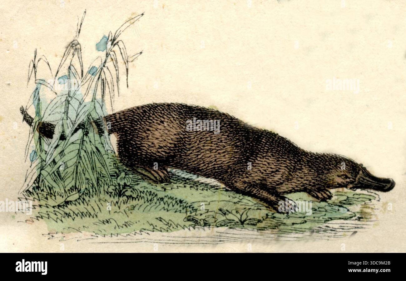 Ornithorhynchus anatinus ornithorhynchus, (livre d'histoire naturelle, 1861), Schnabeltier Banque D'Images
