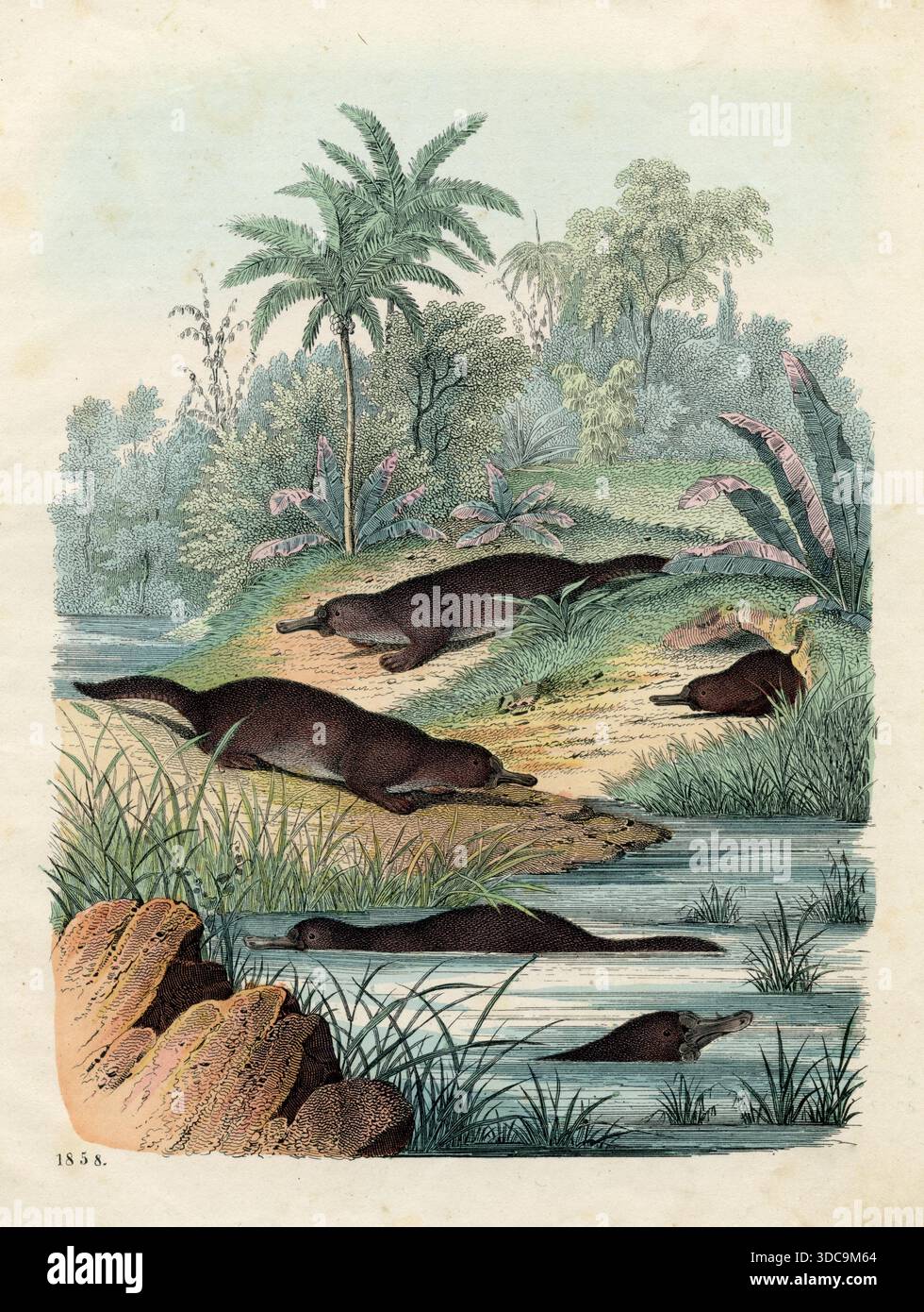 Ornithorhynchus anatinus, ornithorhynchus, (, ), Schnabeltier Banque D'Images