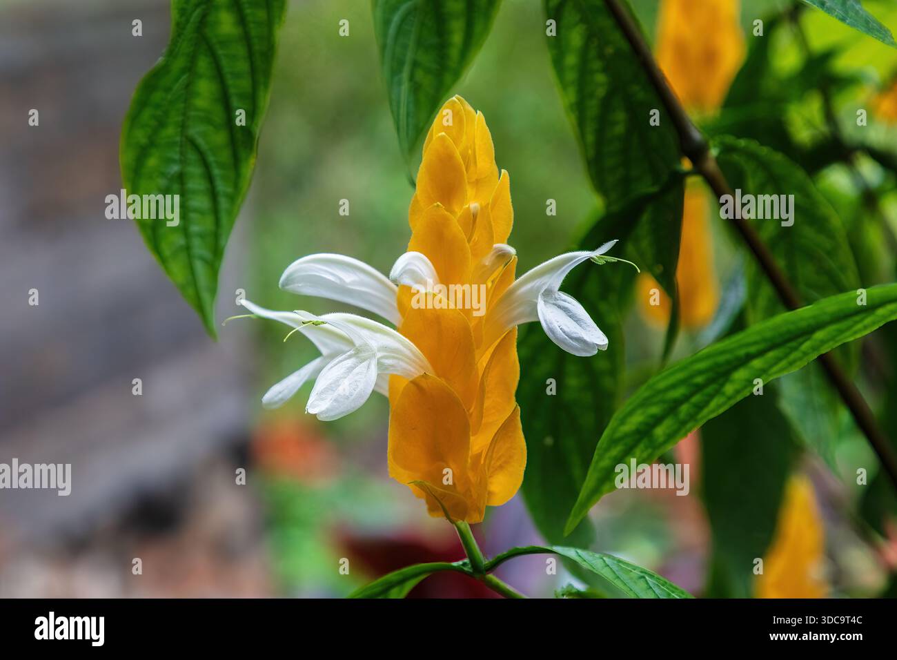 Gros plan de la fleur de la crevette dorée (Pachystachys lutea) ; un arbuste tropical à feuilles persistantes. Aussi appelé plante de crevette jaune ou plante de sucette. Banque D'Images
