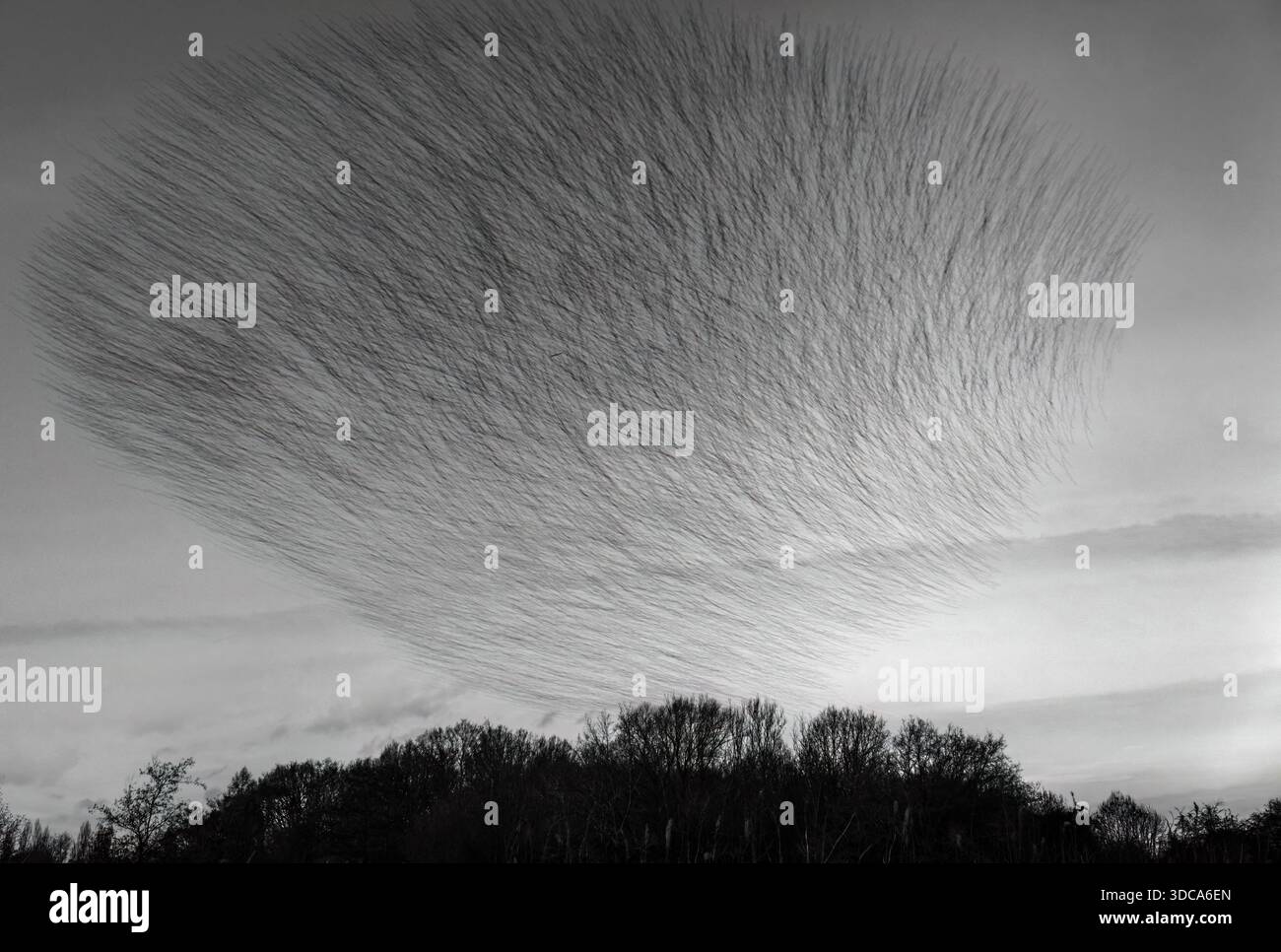 Une image mono longue exposition de milliers d'étourneaux (Sturnus vulgaris) murmurant devant Roost, Warwickshire Banque D'Images