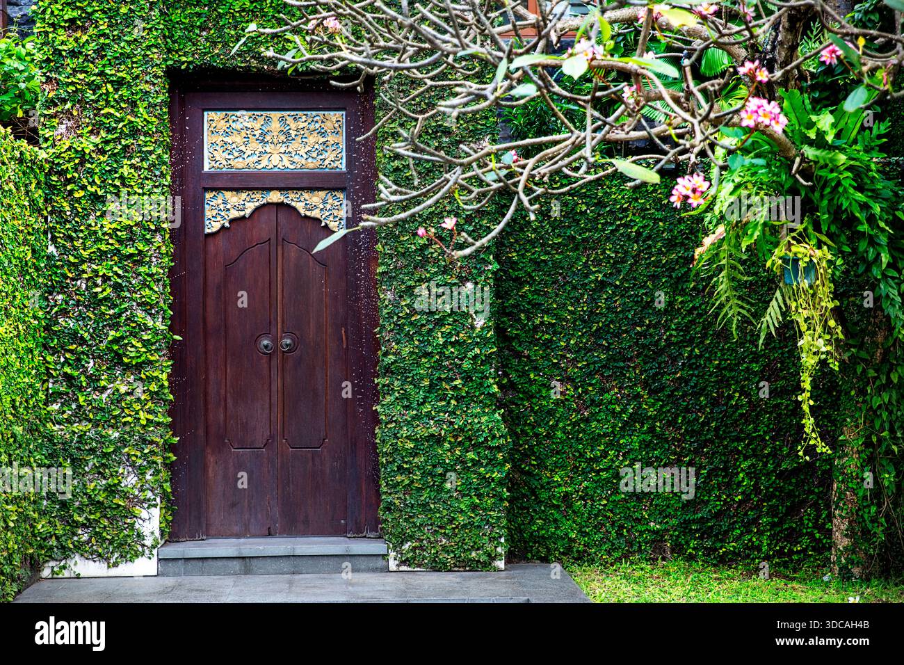 Porte balinaise traditionnelle sculptée dans un mur recouvert de figue verte luxuriante et de fleurs de frangipanier en fleurs. Banque D'Images