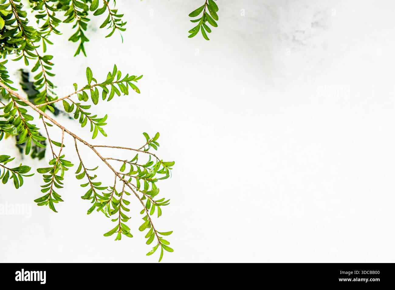 Branche verte persistante sur un fond blanc enneigé en hiver. Banque D'Images