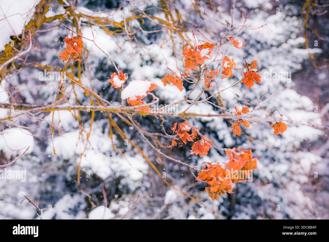 Feuilles d'automne oranges couvertes de neige sur une branche d'arbre dans une forêt d'hiver. Banque D'Images