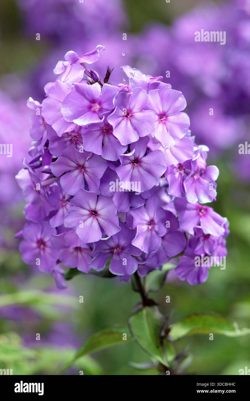 Phlox paniculata 'Blue Paradise'. Pérenne phlox debout pérenne prisée pour les grappes de fleurs bleues violettes Banque D'Images