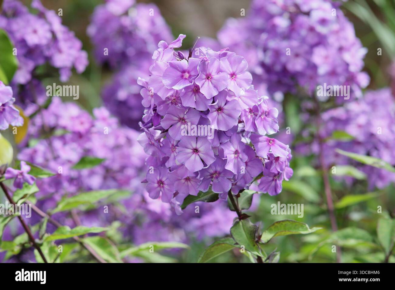 Phlox paniculata 'Blue Paradise'. Pérenne phlox debout pérenne prisée pour les grappes de fleurs bleues violettes Banque D'Images
