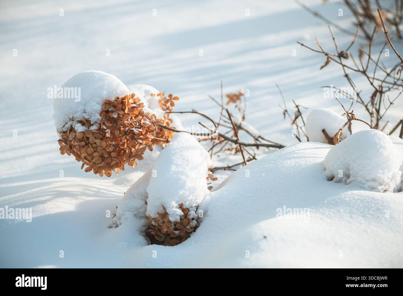 Fleurs d'hortensia séchées, de couleur brune, montrant la résilience tout en émergeant d'une épaisse couche de neige blanche par une journée ensoleillée d'hiver, représentant la nature Banque D'Images