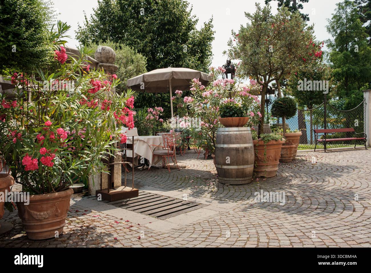 Beaucoup de plantes de laurier à fleurs différentes en Italie avec chaise de décor élégant et table à l'extérieur à la lumière du soleil. Banque D'Images