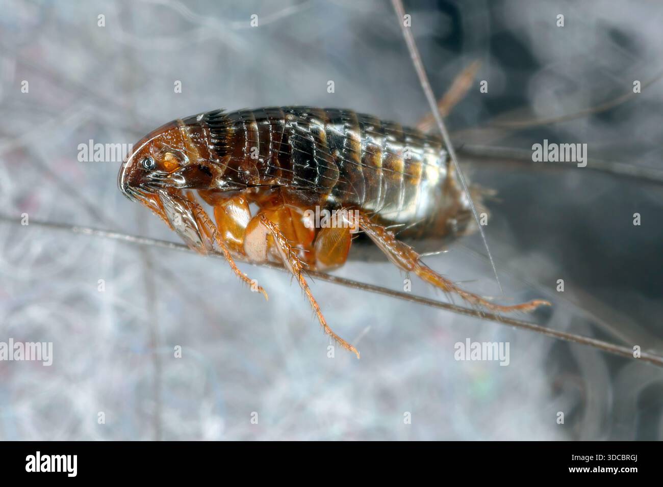 Puce, Ctenocephalides sp. Ectoparasite commun et gênant des mammifères, y compris les chiens et les chats domestiques. Il peut aussi mordre douloureusement les humains. Banque D'Images
