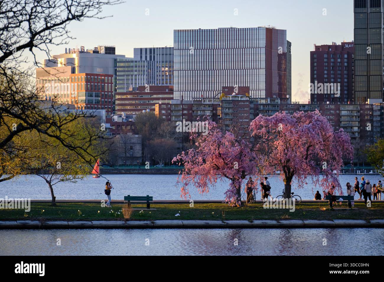 Coucher de soleil sur l'esplanade de Charles River avec des cerisiers en fleurs, Boston Banque D'Images