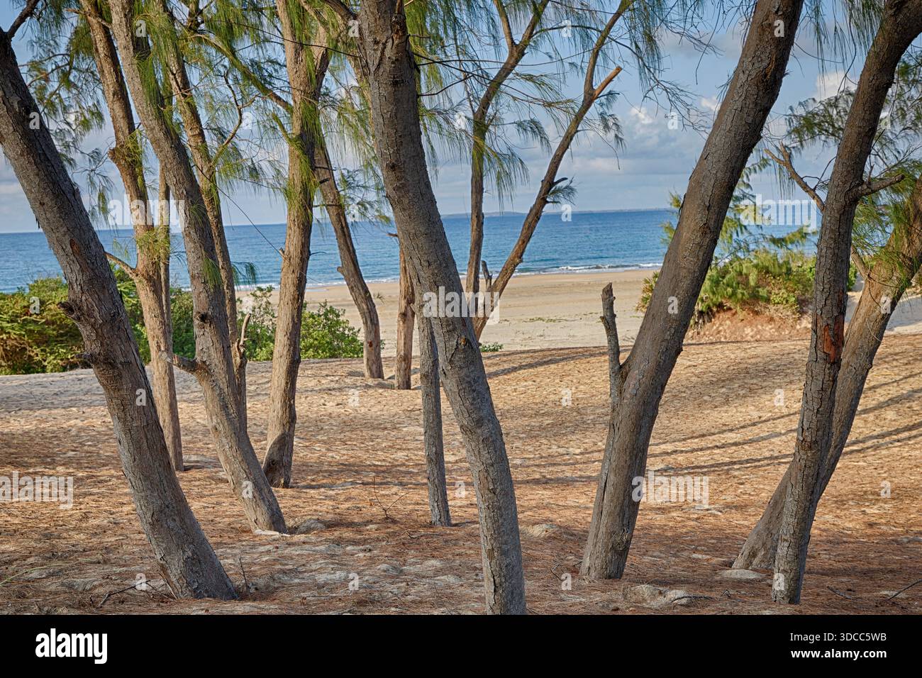 Bosquet d'arbres cultivés sur quelques dunes de sable dans l'île de Lamu au sud de Shela station balnéaire. Banque D'Images