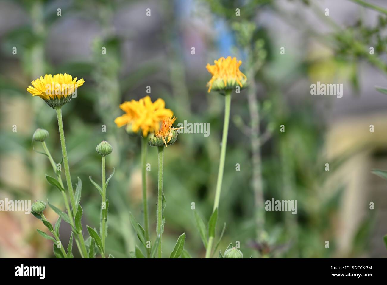 Fleurs de calendula jaune fleurissant dans un jardin avec un fond vert doux. Banque D'Images