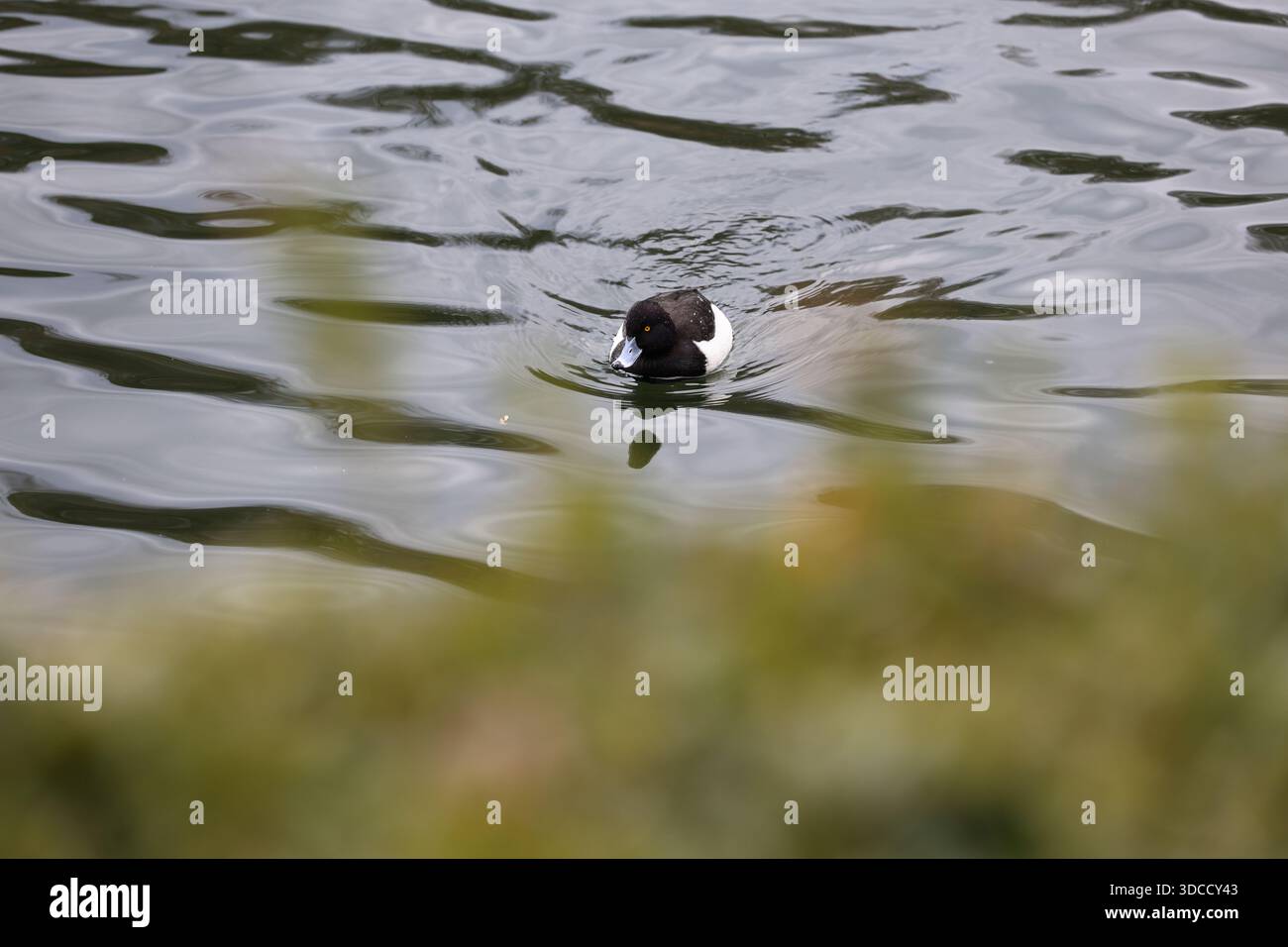 Le majestueux château d'Osaka domine l'étendue sereine du parc du château d'Osaka, invitant les visiteurs à explorer le riche patrimoine du Japon à Osaka, au Japon. Banque D'Images