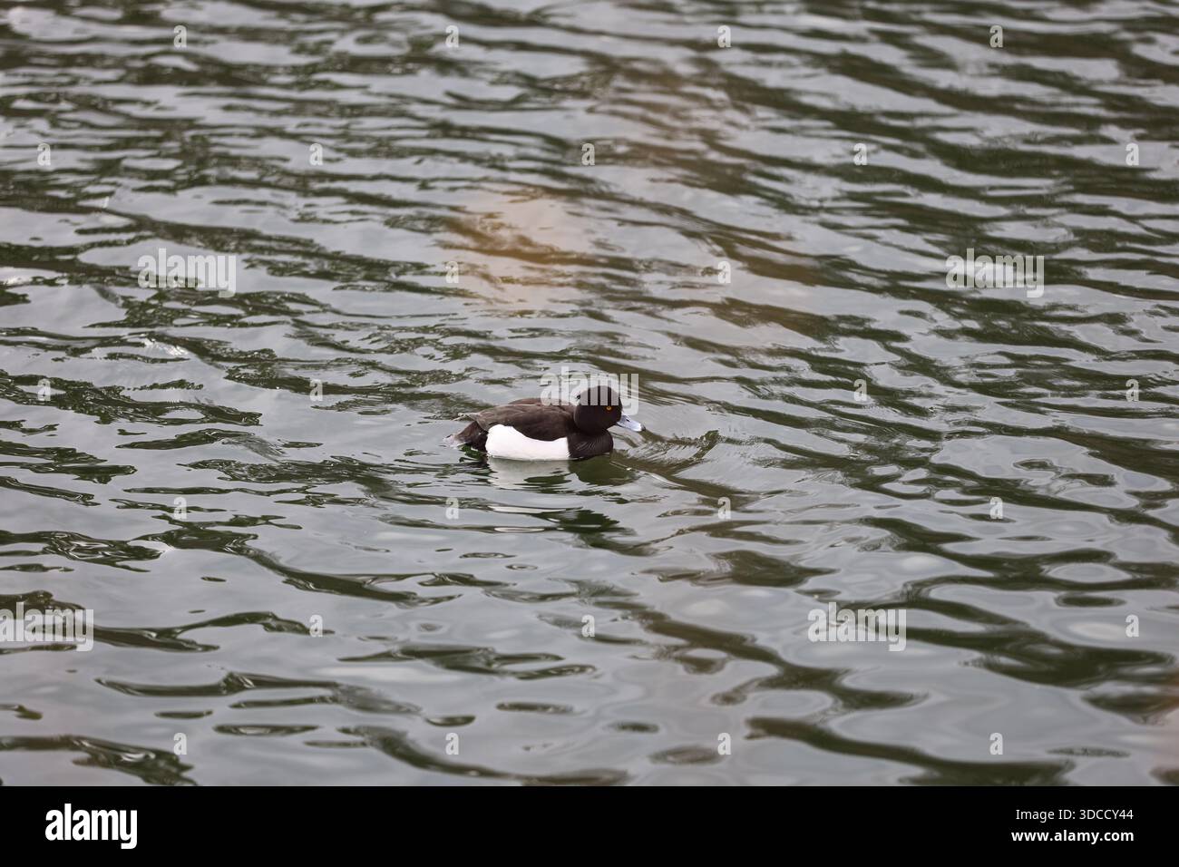 Le majestueux château d'Osaka domine l'étendue sereine du parc du château d'Osaka, invitant les visiteurs à explorer le riche patrimoine du Japon à Osaka, au Japon. Banque D'Images
