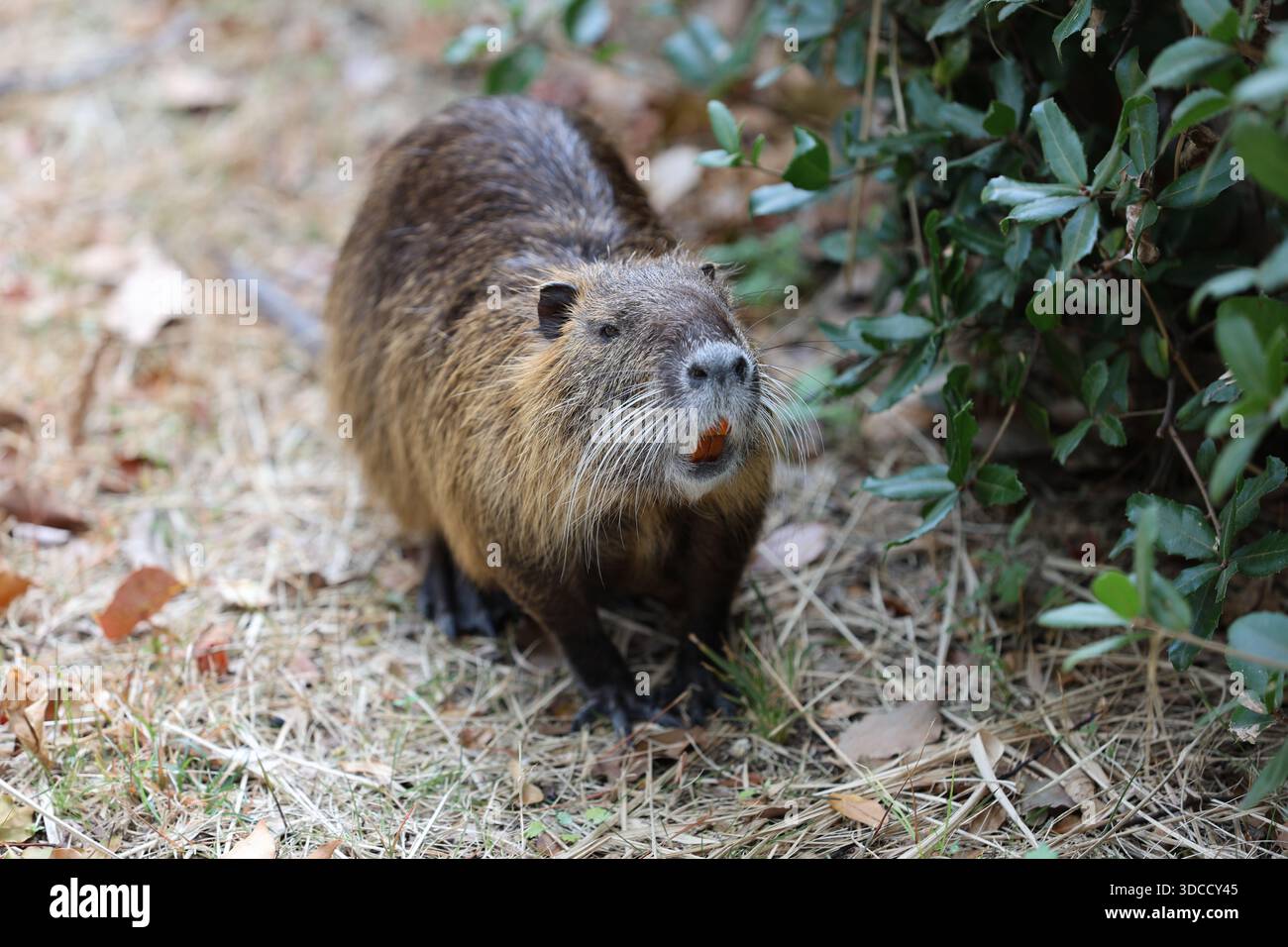 Le majestueux château d'Osaka domine l'étendue sereine du parc du château d'Osaka, invitant les visiteurs à explorer le riche patrimoine du Japon à Osaka, au Japon. Banque D'Images