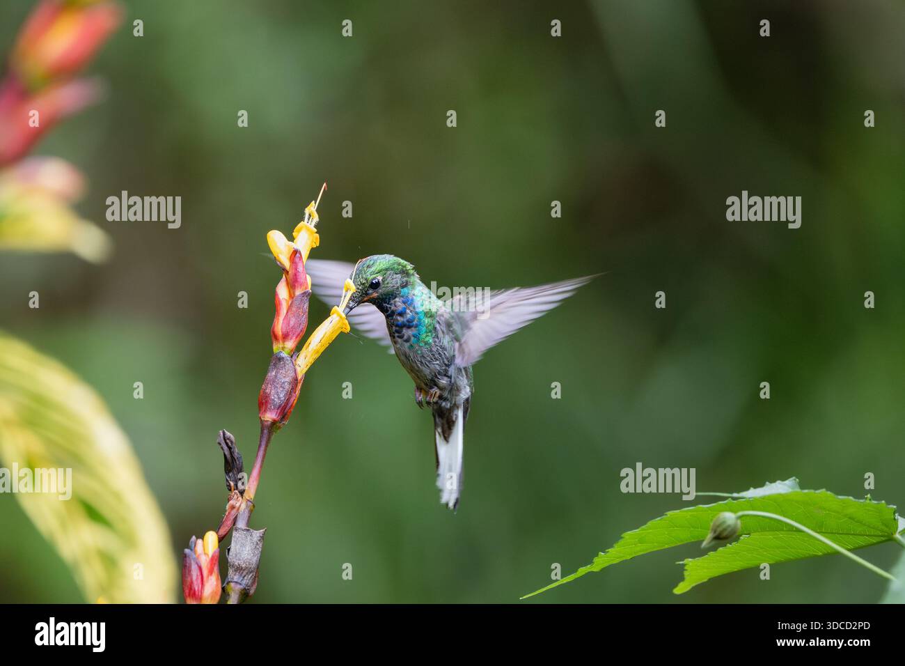 Colibri Hillstar à dos vert se nourrissant d'une fleur dans l'habitat de la forêt tropicale sur les pentes du volcan Sumaco, Équateur. Banque D'Images