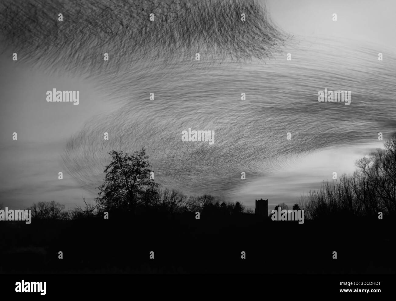 Une image mono longue exposition de milliers d'étourneaux (Sturnus vulgaris) murmurant devant Roost, Warwickshire Banque D'Images