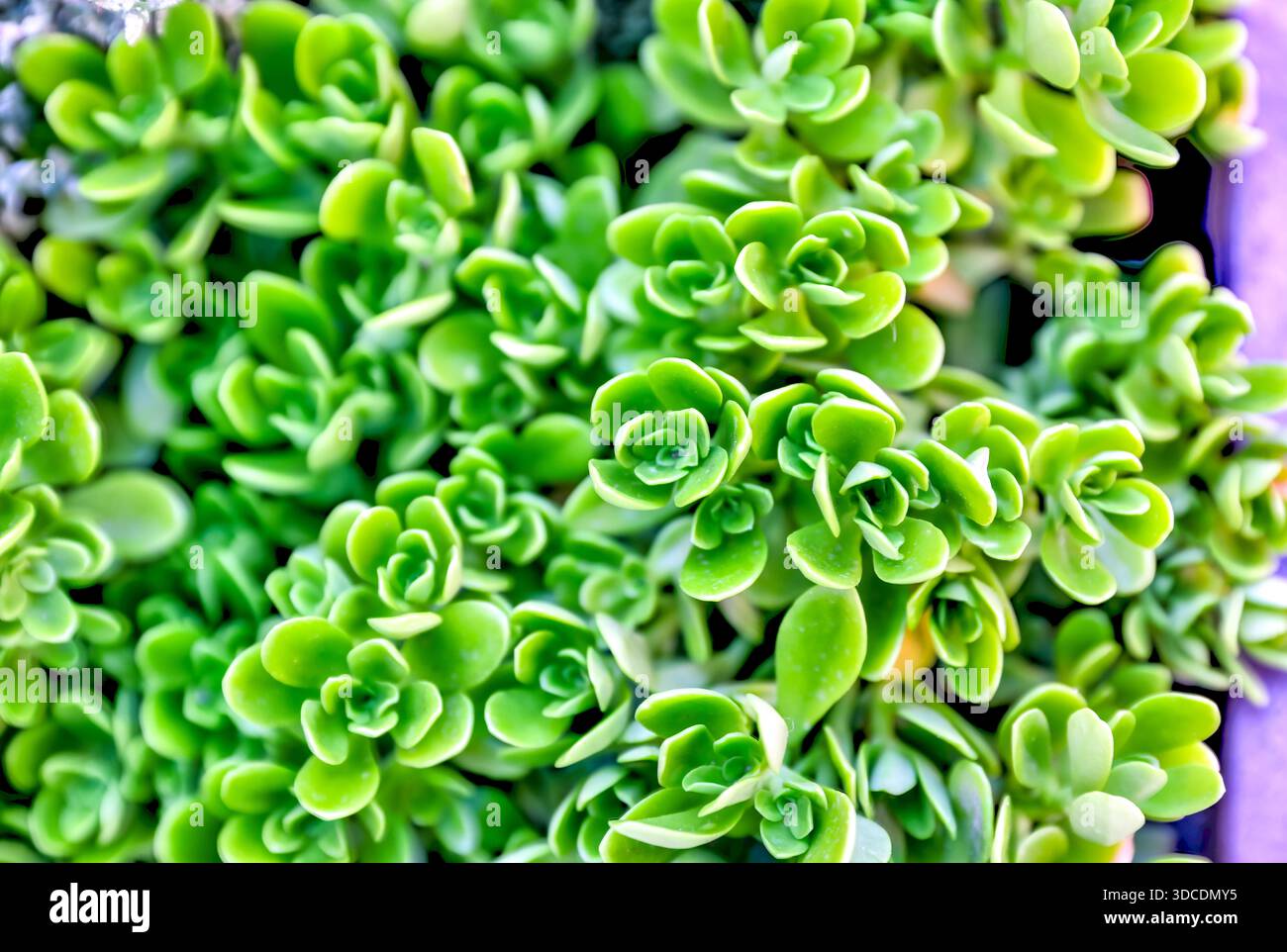 Gros plan de plantes succulentes vertes denses avec des feuilles superposées. Banque D'Images