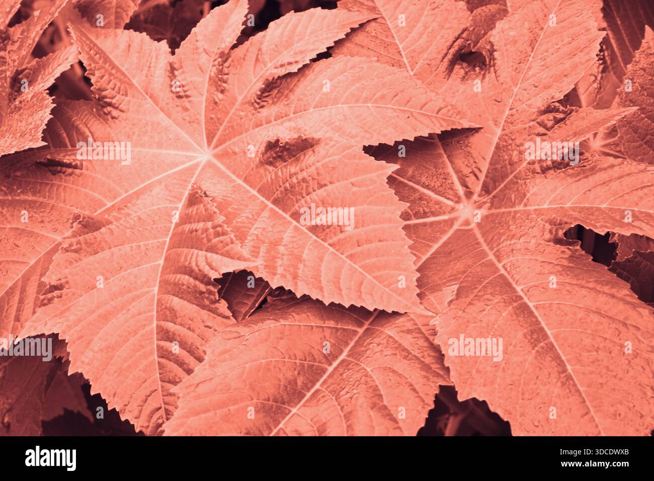Texture organique abstraite des feuilles de couleur corail Banque D'Images
