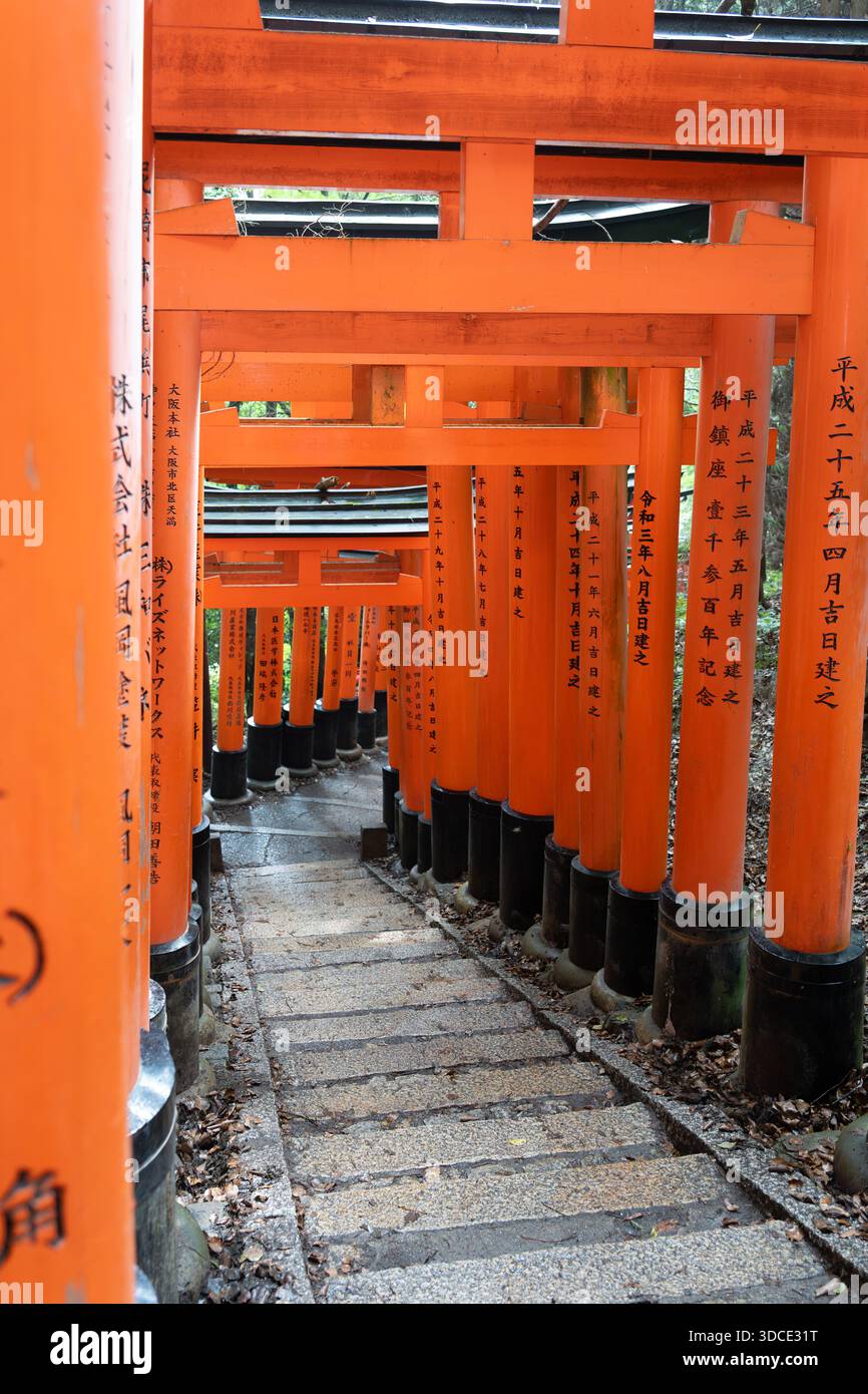 Un chemin fascinant de portes vermillon torii vibrantes forme un tunnel apparemment sans fin à travers la forêt boisée de Kyoto. Banque D'Images