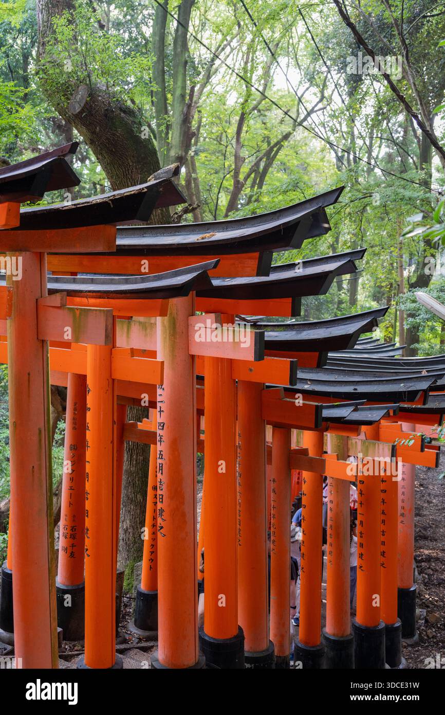 Un chemin fascinant de portes vermillon torii vibrantes forme un tunnel apparemment sans fin à travers la forêt boisée de Kyoto. Banque D'Images
