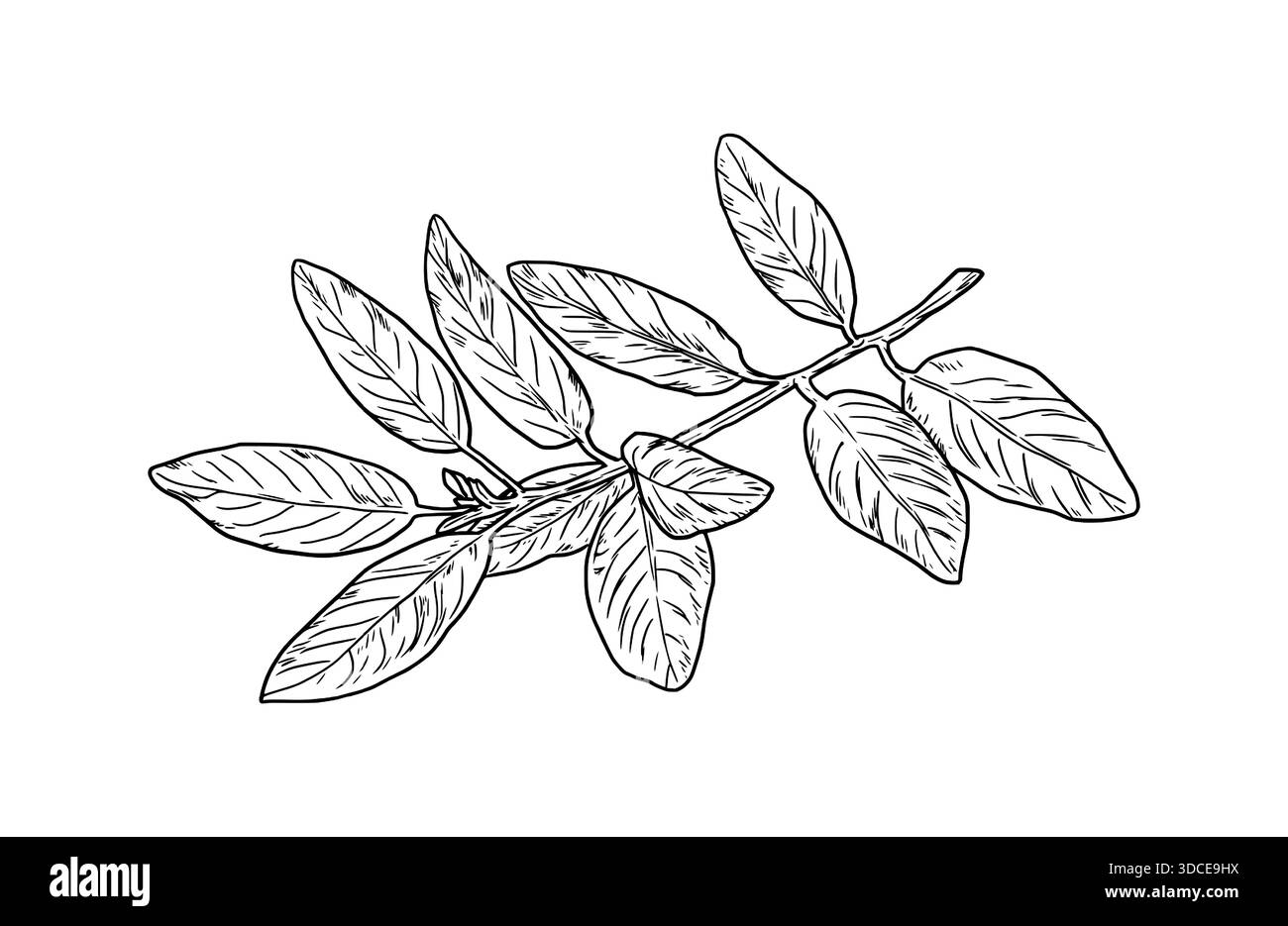 Branches et feuilles de laurier, croquis noir et blanc. Illustration vectorielle. Herbes de cuisine et épices isolées sur fond blanc. Brindille avec des feuilles. Illustration de Vecteur