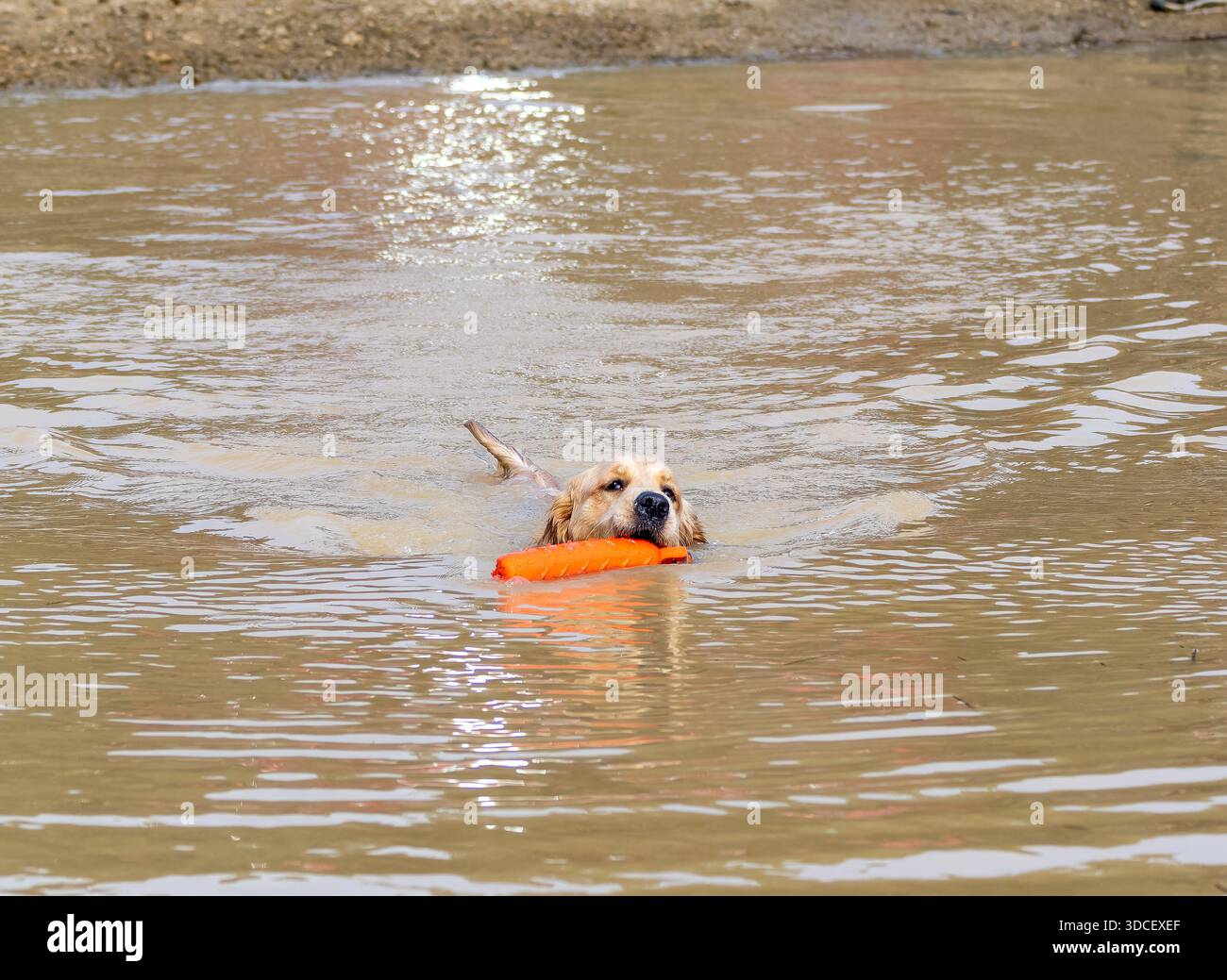 Chien Golden retriever de race pure nageant dans un lac pour récupérer un leurre artificiel Banque D'Images