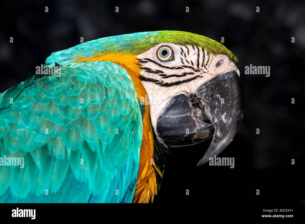 Guatemala, Antigua Guatemala, Macaw bleu et jaune (Ara ararauna) Banque D'Images