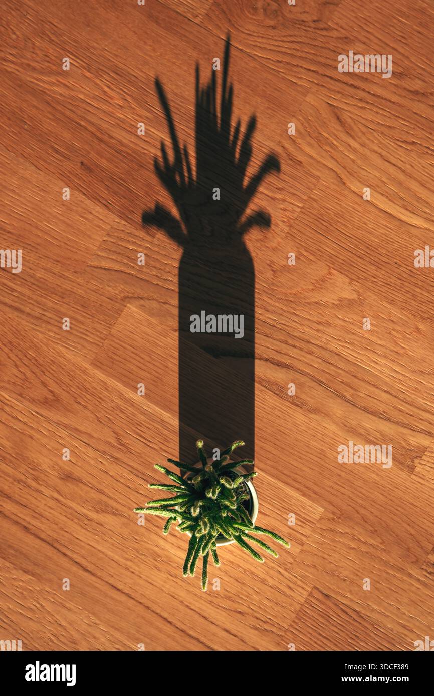 Une minuscule succulente verte dans un simple pot blanc avec bande noire se tient seule sur des planches en bois chaudes, jetant une ombre allongée frappante en su doré Banque D'Images