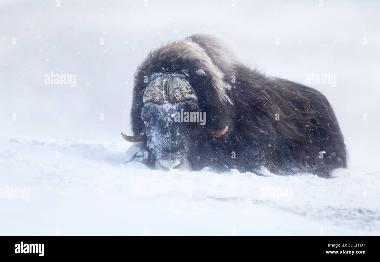 Un puissant boeuf musqué (Ovibos moschatus) gisant pendant une forte tempête de neige dans son habitat naturel arctique dans le parc national Dovrefjell, en Norvège. Banque D'Images