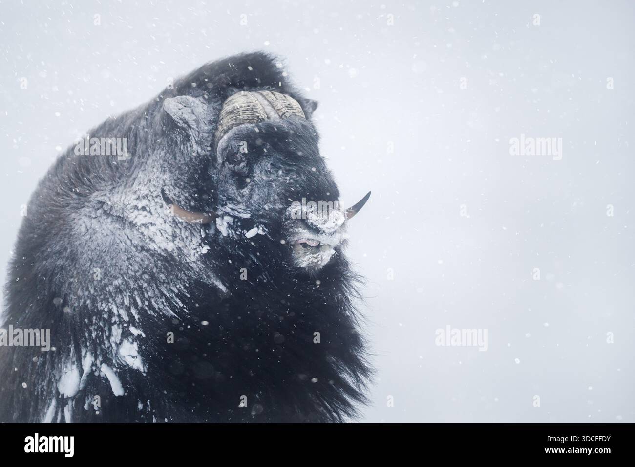 Portrait d'un puissant bœuf musqué (Ovibos moschatus) lors d'une forte tempête de neige dans son habitat naturel arctique dans le parc national Dovrefjell, Norvège. Banque D'Images