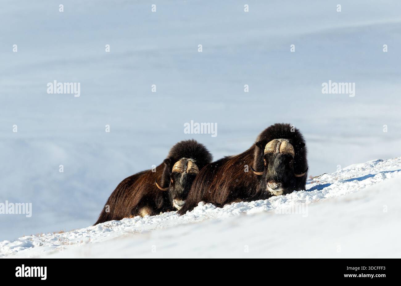 Deux puissants bœufs musqués (Ovibos moschatus) se trouvent dans un paysage hivernal enneigé dans le parc national de Dovrefjell, en Norvège, adapté au climat rigoureux de l'Arctique. Banque D'Images