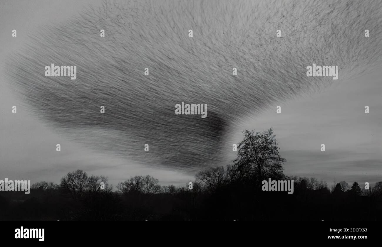 Une image mono longue exposition de milliers d'étourneaux (Sturnus vulgaris) murmurant devant Roost, Warwickshire Banque D'Images