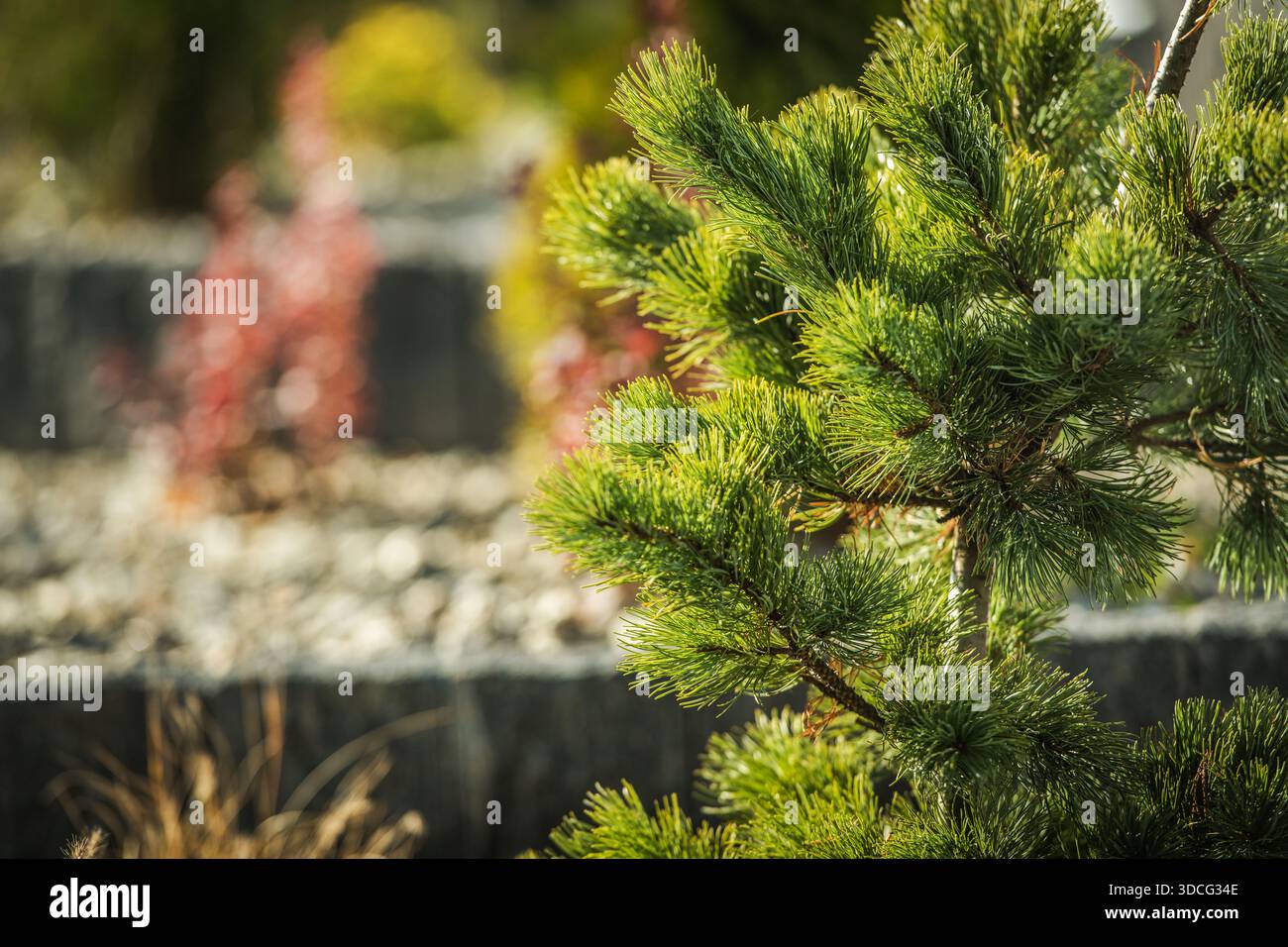 Des branches de pin avec des aiguilles vertes sont proches de la caméra dans un jardin avec des pierres et d'autres plantes derrière eux. Banque D'Images