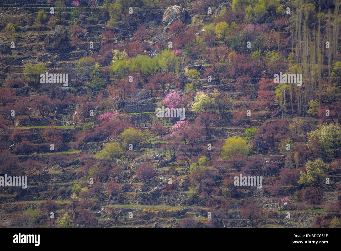 Vue de paysage en terrasses orné d'une mosaïque d'arbres roses, verts et rouges grimpant le terrain accidenté des montagnes, Hunza, Gilgit Baltistan, P. Banque D'Images