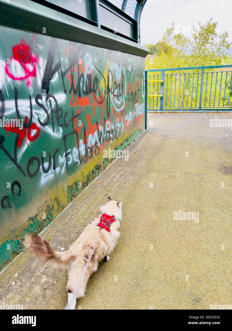 Chat ragdoll portant un harnais tartan marchant sur une laisse dans un environnement urbain, activité d'exercice extérieur supervisée pour un animal domestique. Banque D'Images