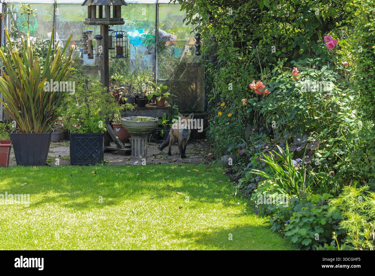 Un renard sauvage (Vulpes vulpes) dans un jardin de banlieue, Stoke-on-Trent, Staffordshire, Angleterre, Royaume-Uni Banque D'Images