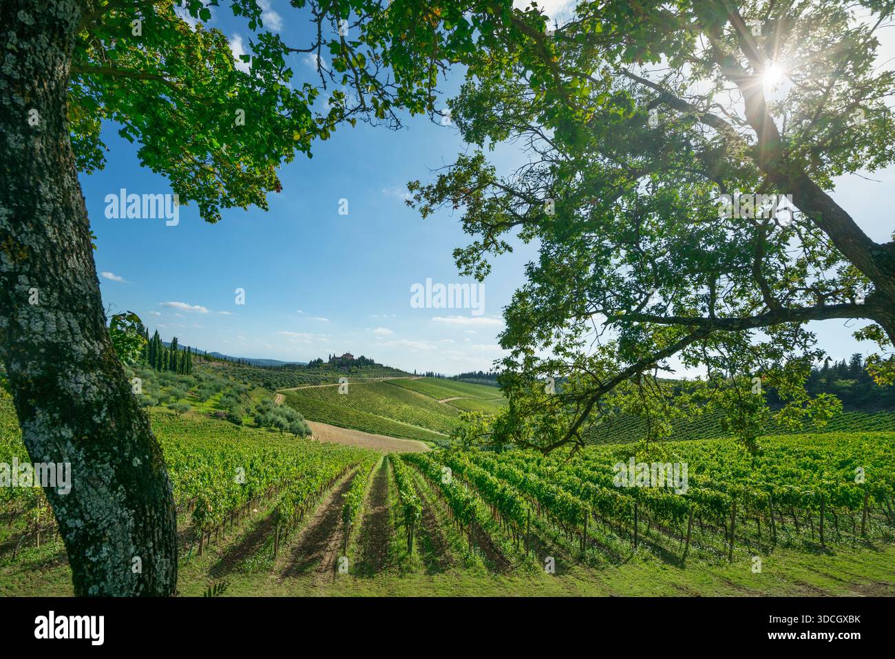 Vue panoramique sur les vignes et les arbres de la région du Chianti près de Radda in Chianti. Un paysage viticole toscan classique en Italie Banque D'Images