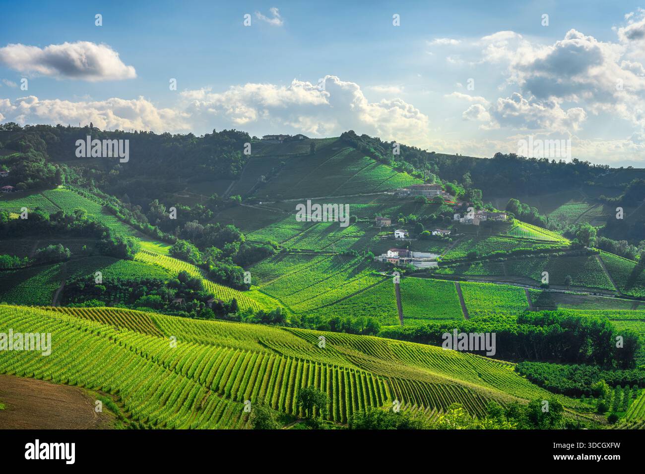 Vue panoramique sur les collines et les vignobles luxuriants dans la région des Langhe près de Serralunga d'Alba. Une célèbre région viticole dans le Piémont, Italie Banque D'Images