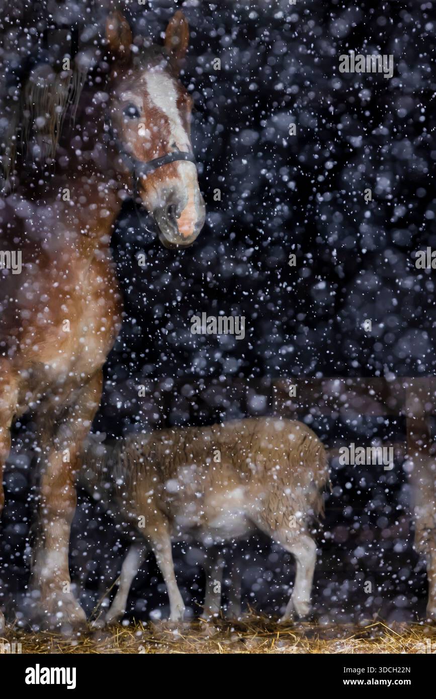 Cheval de travail amish avec des moutons dans une grange avec de la neige tombante, comté de Mecosta, Michigan, États-Unis [pas de publication ; licence éditoriale uniquement] Banque D'Images