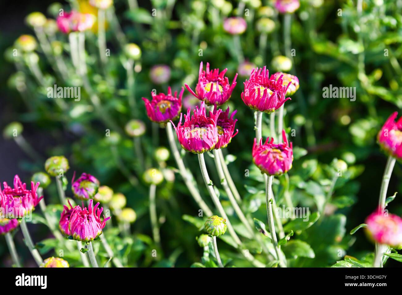Chrysanthème Lana avec de nombreux boutons floraux non ouverts et des tiges vertes dans un jardin. Développement de la plante ornementale avant la floraison stade à l'extérieur Banque D'Images